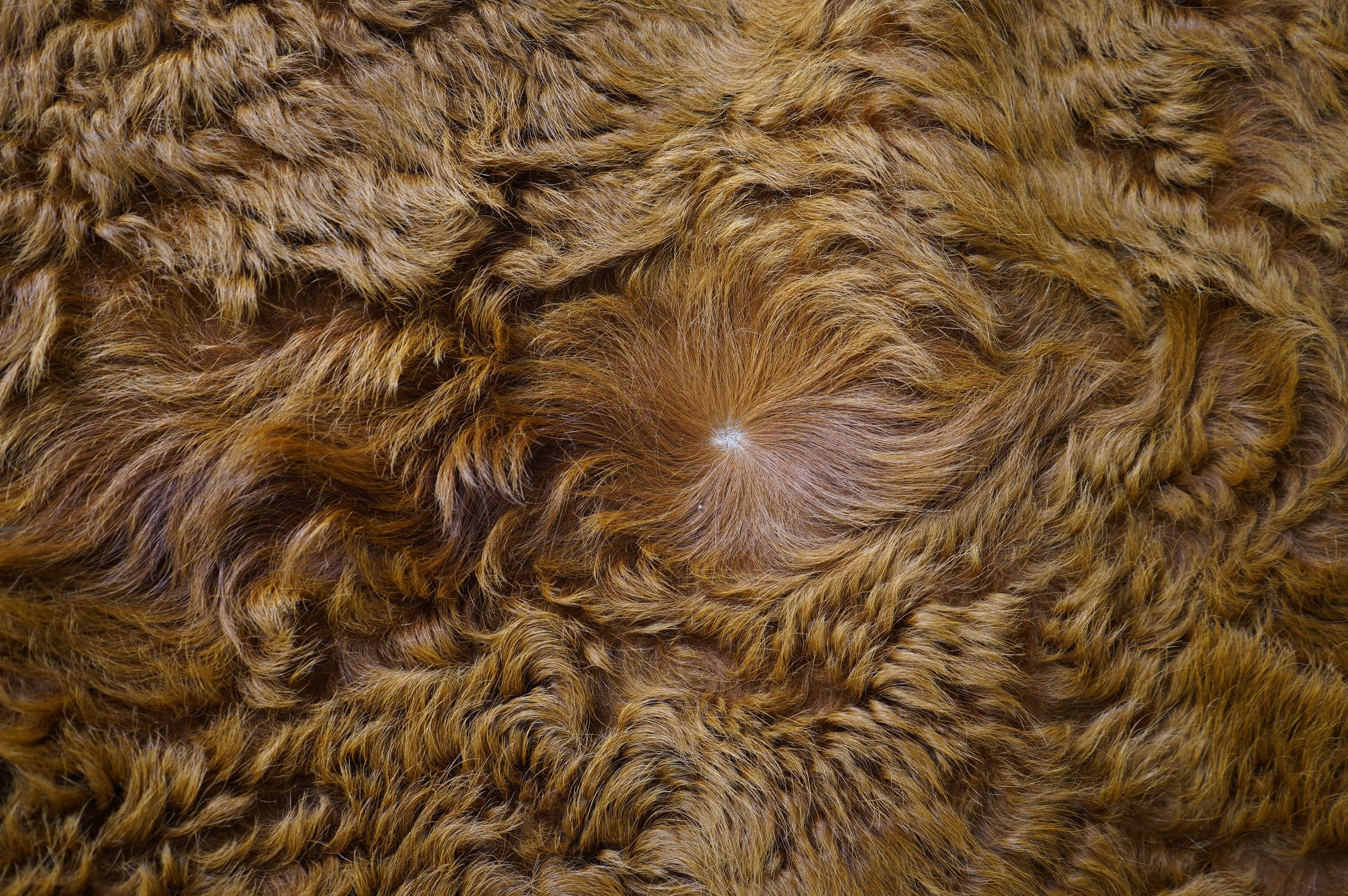 A cowhide rug, 190cm wide, 230cm long. Condition - fair